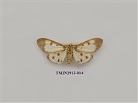 藏品(夜蛾7)的圖片